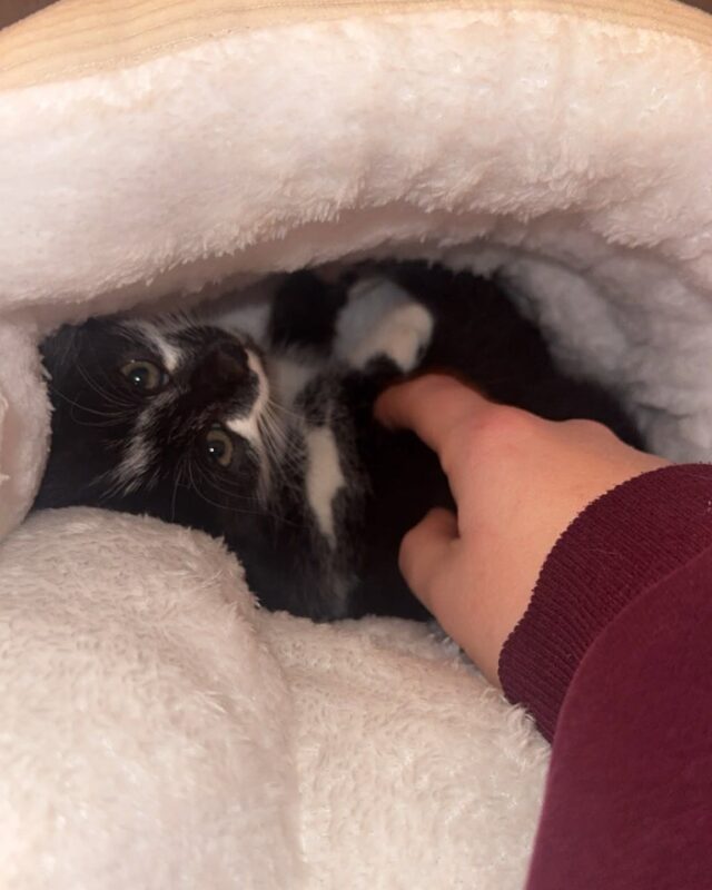 Foto von Ivy